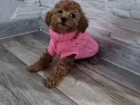 Девочка той пудель. Мини., фотография 6