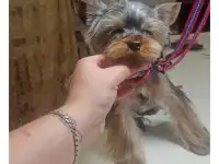 Стрижка собак и кошек. Груминг, фотография 3