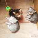 Персидские котята. Мальчики и девочка., фотография 7
