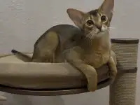 Абиссинский котёнок, девочка, фотография 4