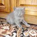 Котята, фотография 5