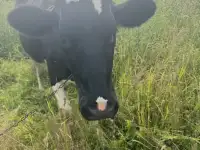Продам корову