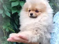 Померанский шпиц, щенки. Мини мишки, фотография 9