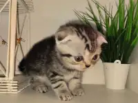 Шотландские вислоухие котята, фотография 9