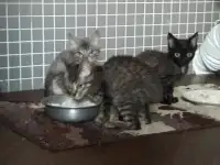 Котята, фотография 2