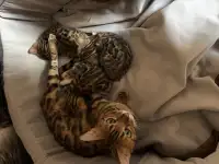 Котята, фотография 2