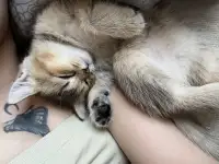 Шотландские вислоухие котята, фотография 2