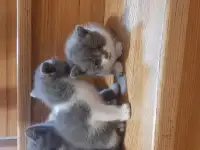 Котята в дар, фотография 2