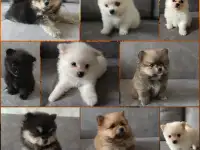 Щенята померанский шпиц
