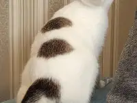 Кошка Флёр, кастрирована., фотография 4