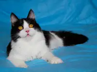 Красивый котик Масяня ищет семью!