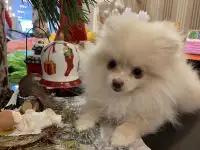 Щенок шпица, миниатюрная девочка