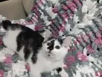 Котята в добрые руки, фотография 6