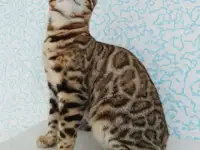 бенгальские котята, фотография 3
