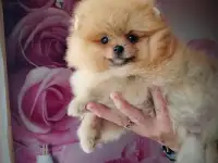 Померанский шпиц, щенки. Мини мишки, фотография 5