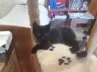 Котёнок в добрые руки, фотография 3