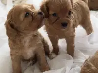 Малышки кавапу, фотография 2