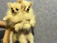 Померанские шпицы девочки мини