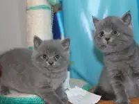 Британские котята, фотография 3