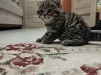 Шотландские котята, фотография 6