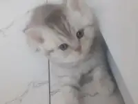 Котята, фотография 6