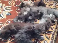 Мейн Кун, фотография 6