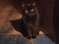 Отдам котенка в хорошие руки