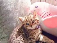 Шотландские котята, фотография 2
