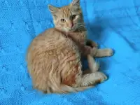 Рыжий, честный, влюбленный Лион, фотография 6