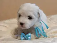 Мальтийской болонки щенки, фотография 2