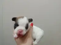 Французский бульдог, фотография 2