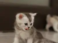 Котята шотландские, фотография 6