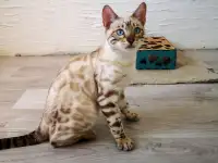 Бенгальские котята