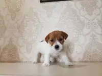 Щенки джек рассел терьера