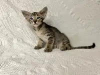 Котята породы петерболд, фотография 6
