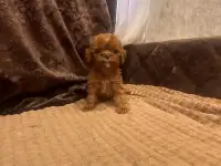 Мальтипу щенки, фотография 1
