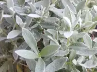 Ясколка войлочная., фотография 4