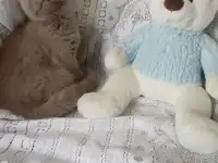 Британские Котята без примеси других пород