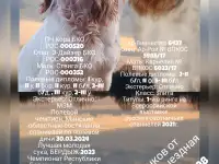 Открыта бронь на щенков Русского охотничьего спаниеля