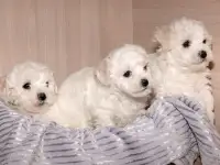 Щенки бишон фризе, фотография 2