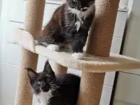 Котятa Мейн Куны из серцифицированного питомника, фотография 3
