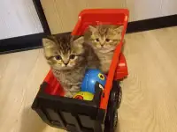 Шотландские котята, фотография 7