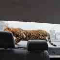 Вязка. Бенгальский кот приглашает на вязку, фотография 2