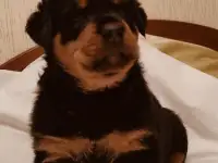Щенок ротвейлера