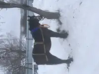 Продам жеребеца, фотография 2