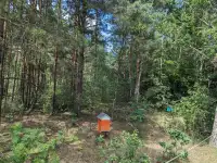 Мед из дикоросов, фотография 6