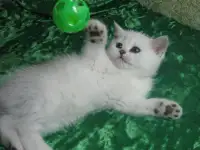 Британские котята, фотография 2