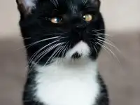 Котик в добрые руки, фотография 4