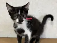 КОТЕНОК