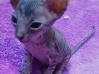 Котята Донского сфинкса, фотография 4
